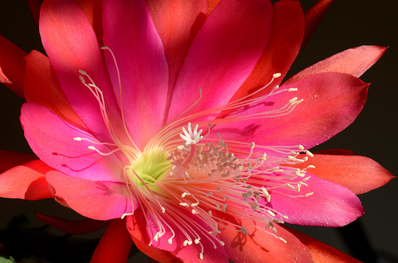 Blooming cactus