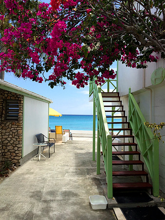 St. Croix Bougainvillea