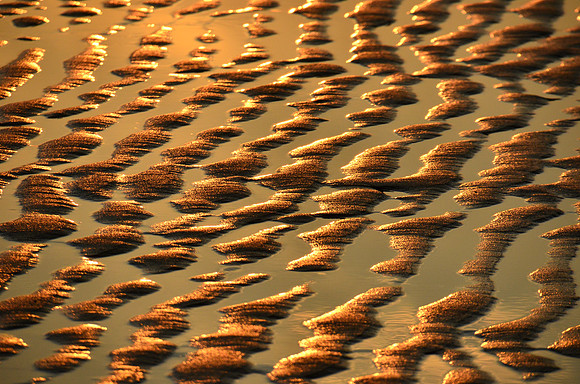 Scusset beach Cape Cod
