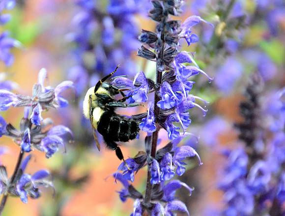 Bumble Bee On Salvia