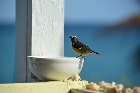 St. Croix Sugar Bird