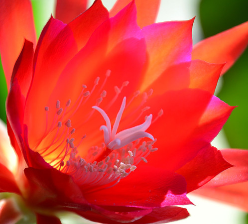 Cactus Bloom
