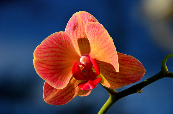 Orchid against Blue sky