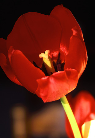 Tulips in afternoon light