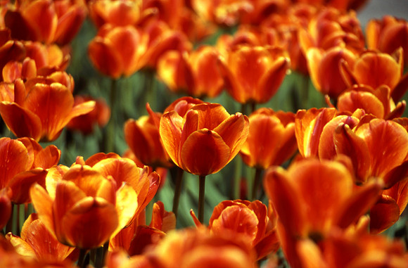 Tulips Boston Public Garden