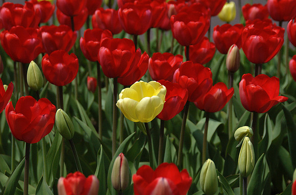 Tulips Boston Public Garden