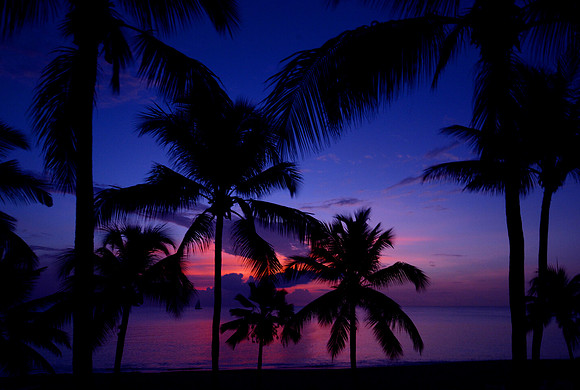 St. Croix Palm Tree Sunset West End Bay