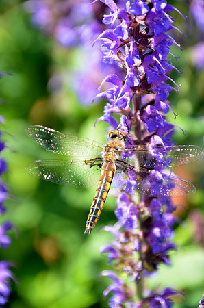 Dragonfly on Salvia