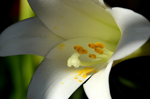 White Lily