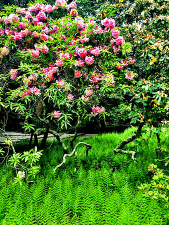 rhododendron at Heritage Park Sandwich Ma