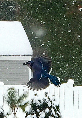 Blue Jay in flight